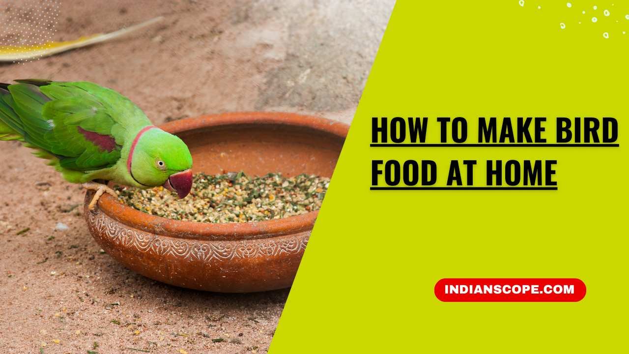 Bird Food at Home