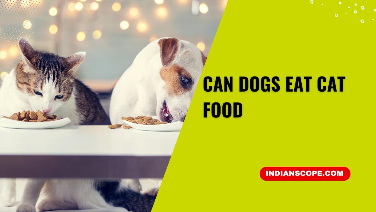 Can Dogs Eat Cat Food