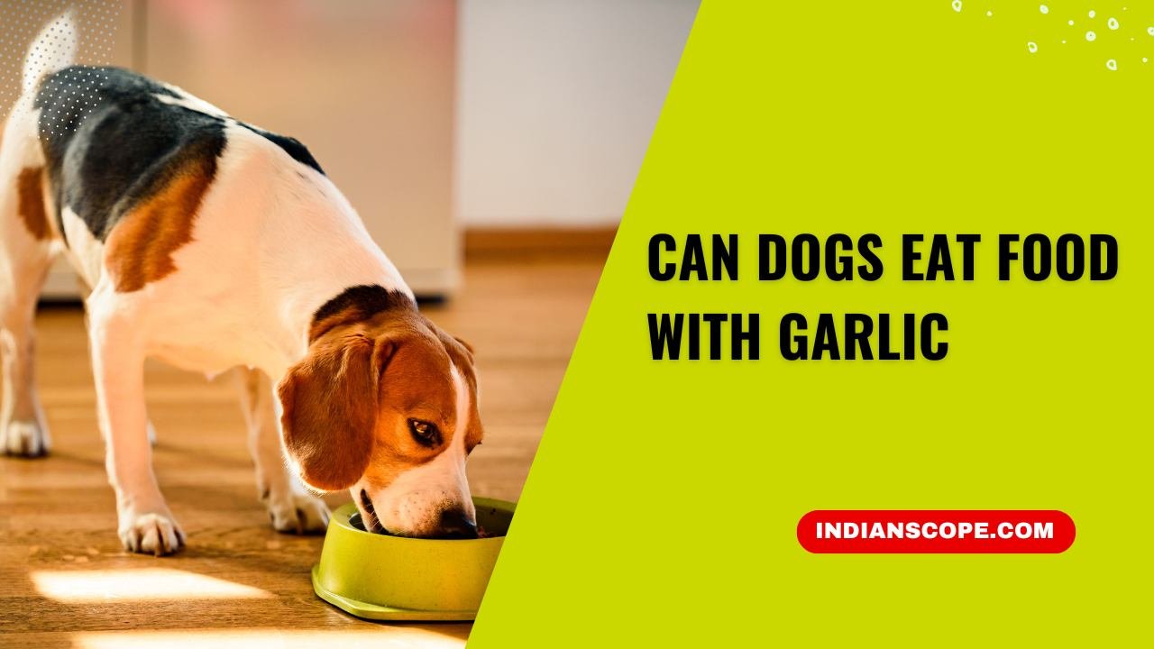 Can Dogs Eat Food with Garlic