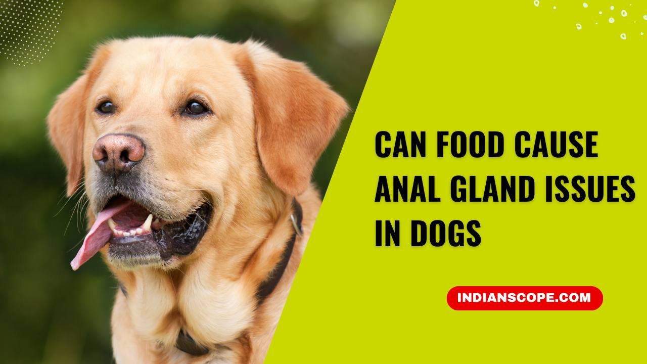 Can Food Cause Anal Gland Issues in Dogs