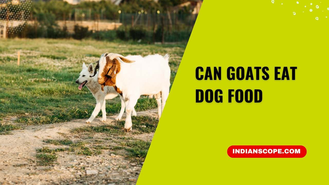 Can Goats Eat Dog Food