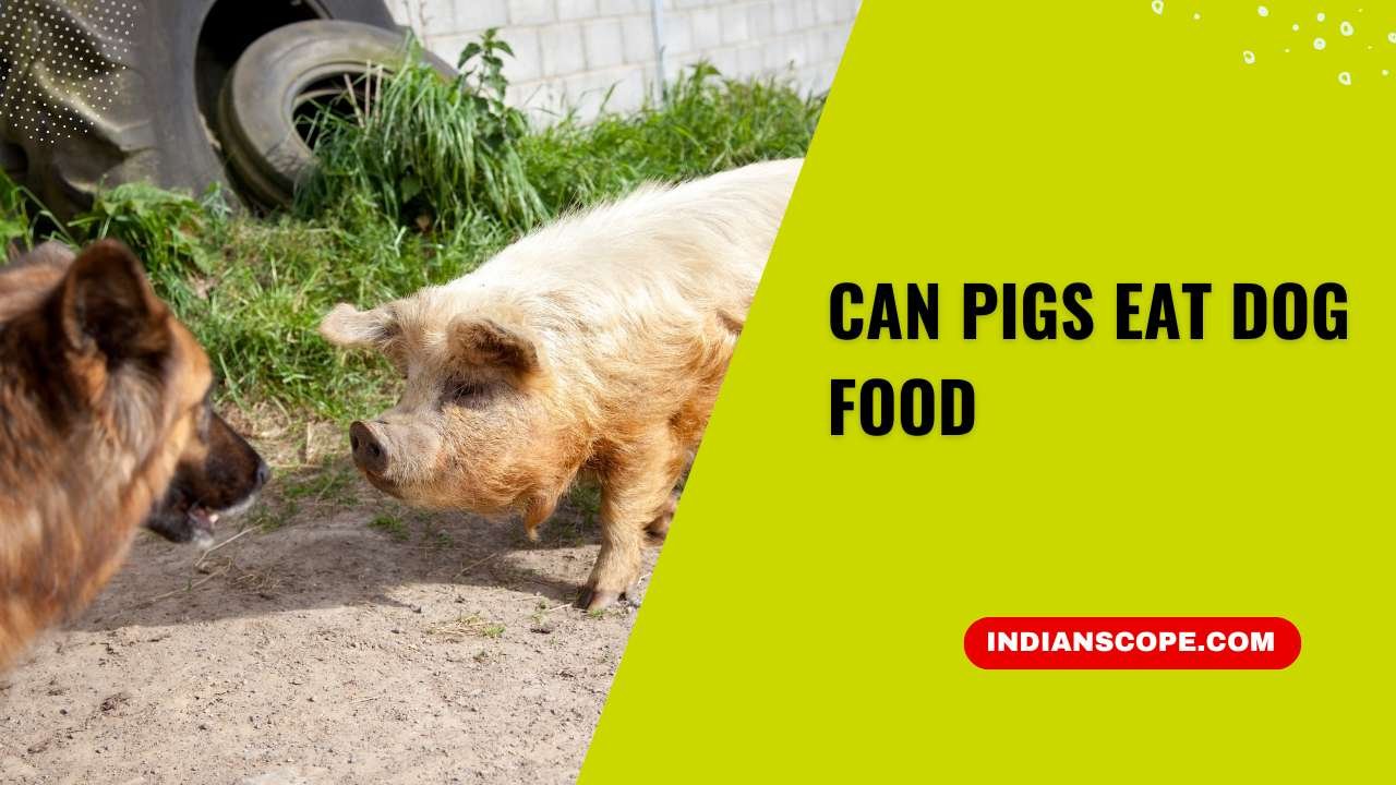 Can Pigs Eat Dog Food? 15 Can Pigs Eat Dog Food
