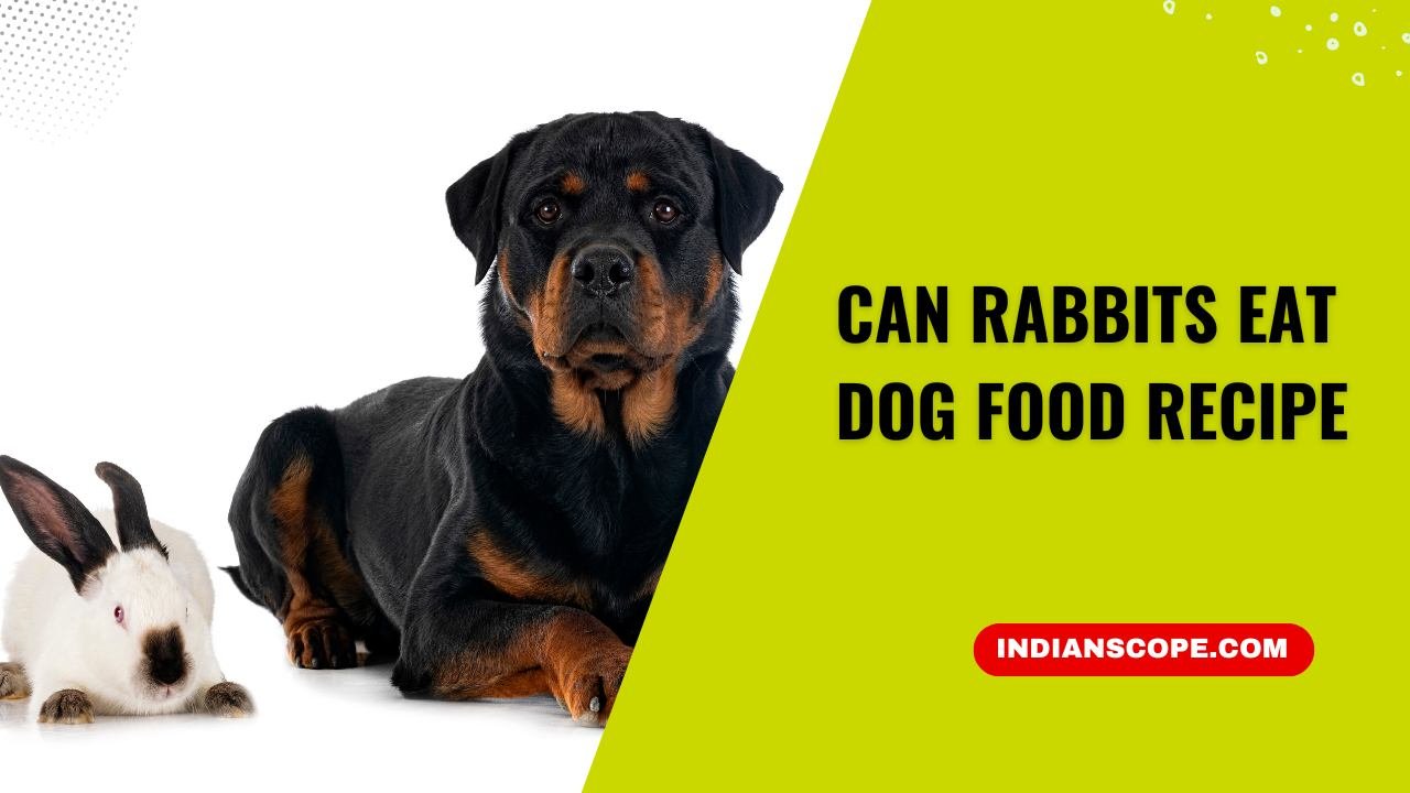 Can Rabbits Eat Dog Food