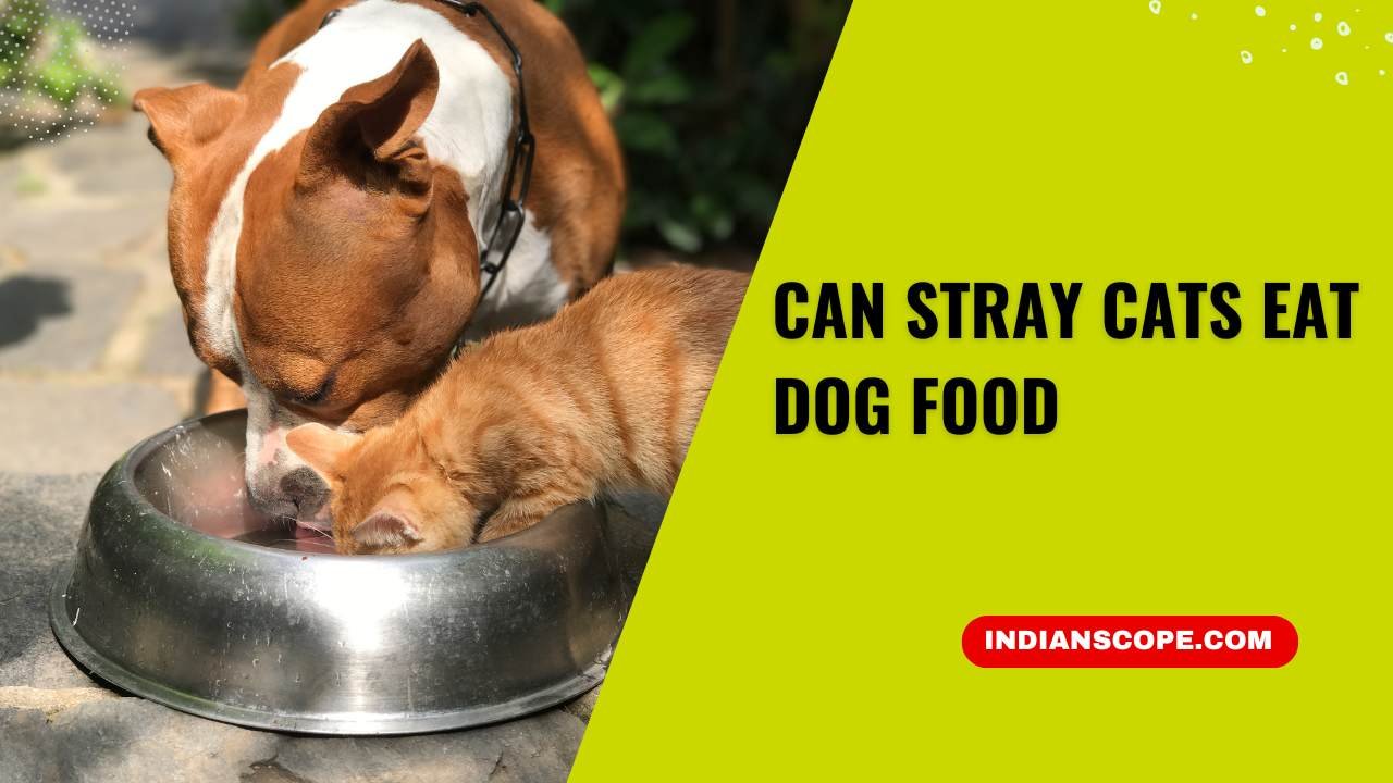 Can Stray Cats Eat Dog Food