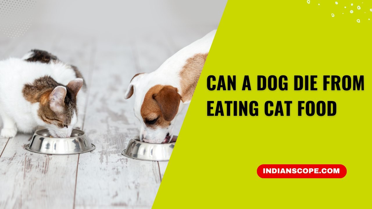 Can a Dog Die from Eating Cat Food