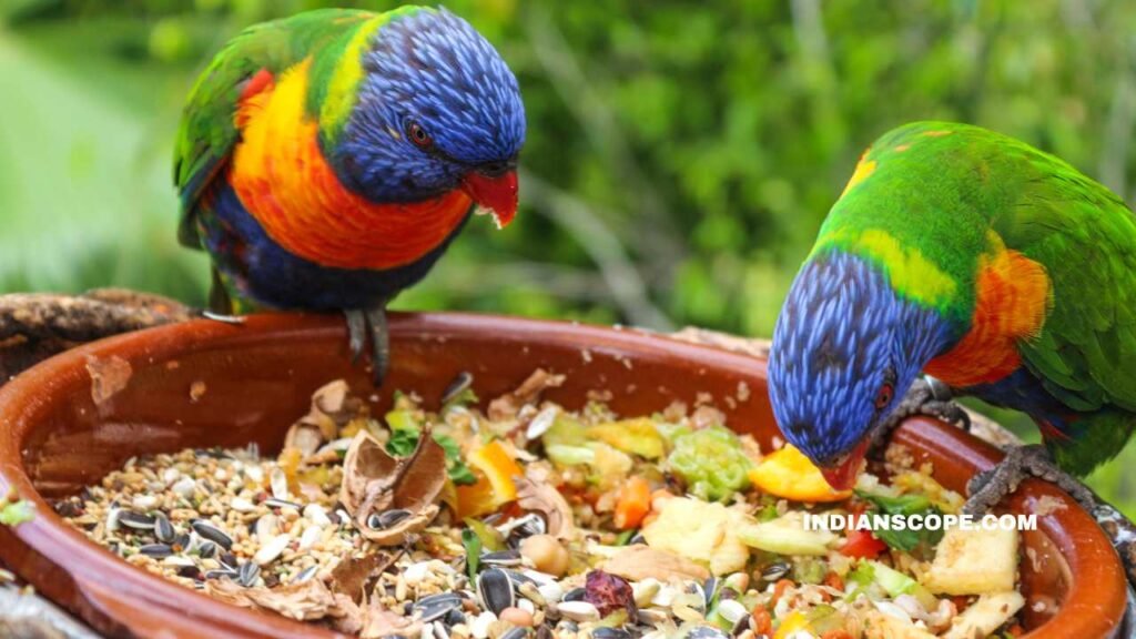 Food for Parrots at Home: Easy Recipes for Your Feathered Friends 1 Food for Parrots at Home