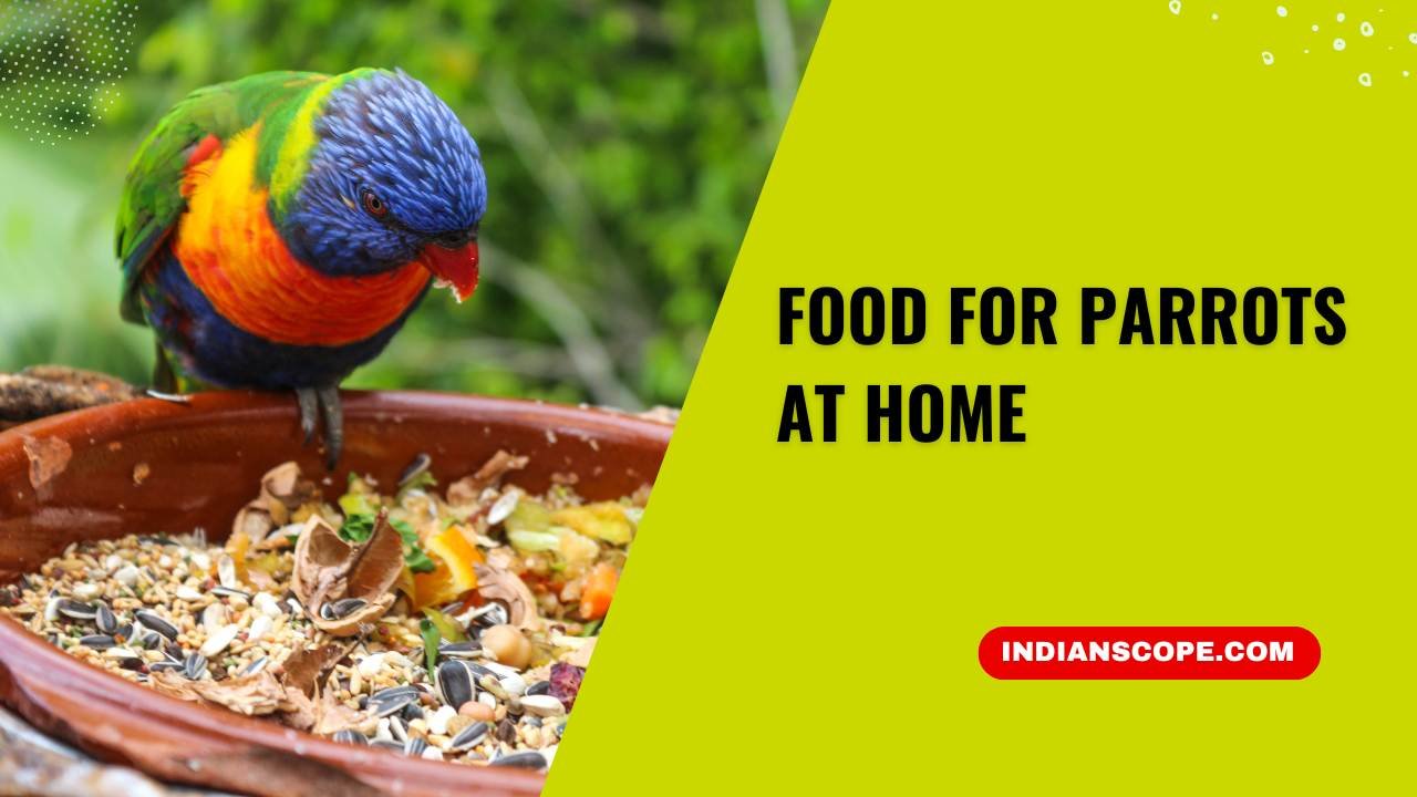 Food for Parrots at Home: Easy Recipes for Your Feathered Friends 11 Food for Parrots at Home