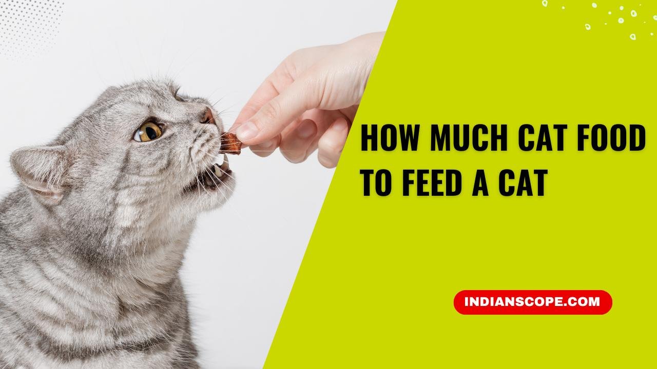 How Much Cat Food to Feed a Cat