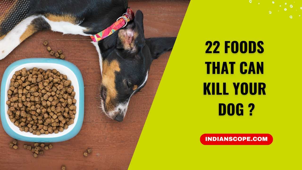 22 Foods That Can Kill Your Dog