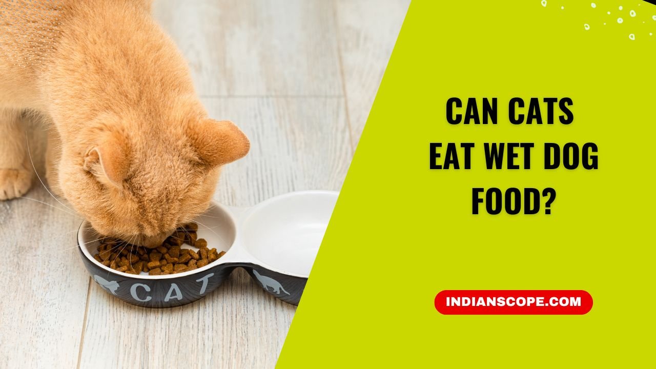 Can Cats Eat Wet Dog Food