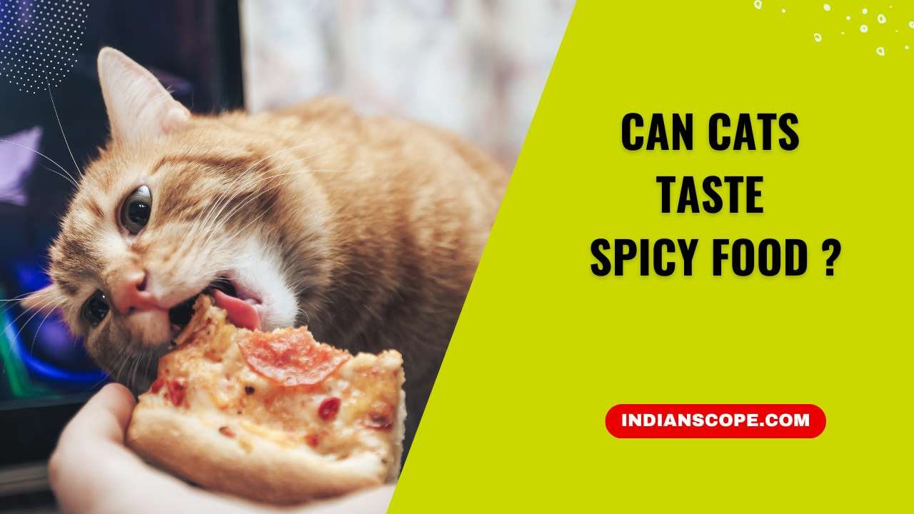 Can Cats Taste Spicy Food