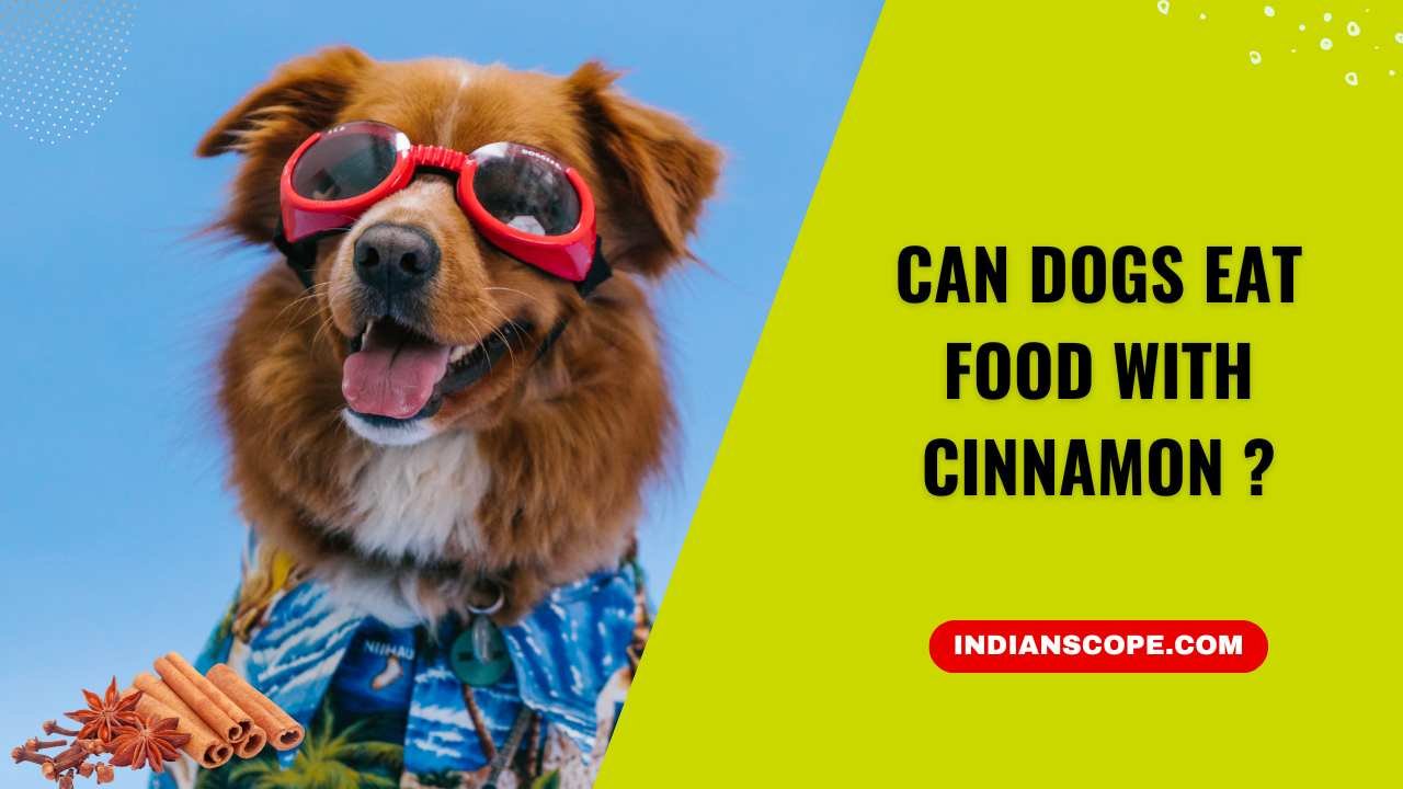 Can Dogs Eat Food with Cinnamon? A Comprehensive Guide 1 Can Dogs Eat Food with Cinnamon