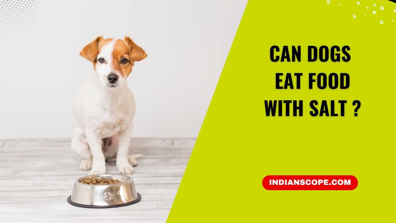 Can Dogs Eat Food with Salt