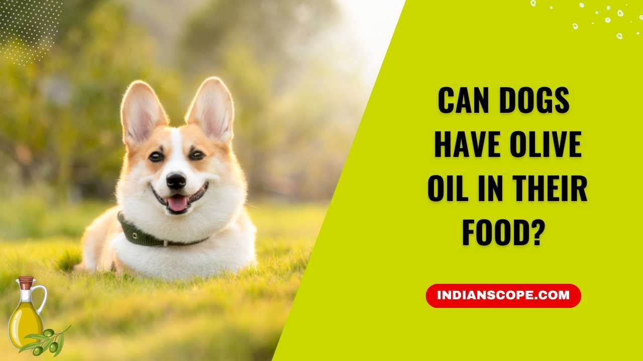 Can Dogs Have Olive Oil in Their Food?