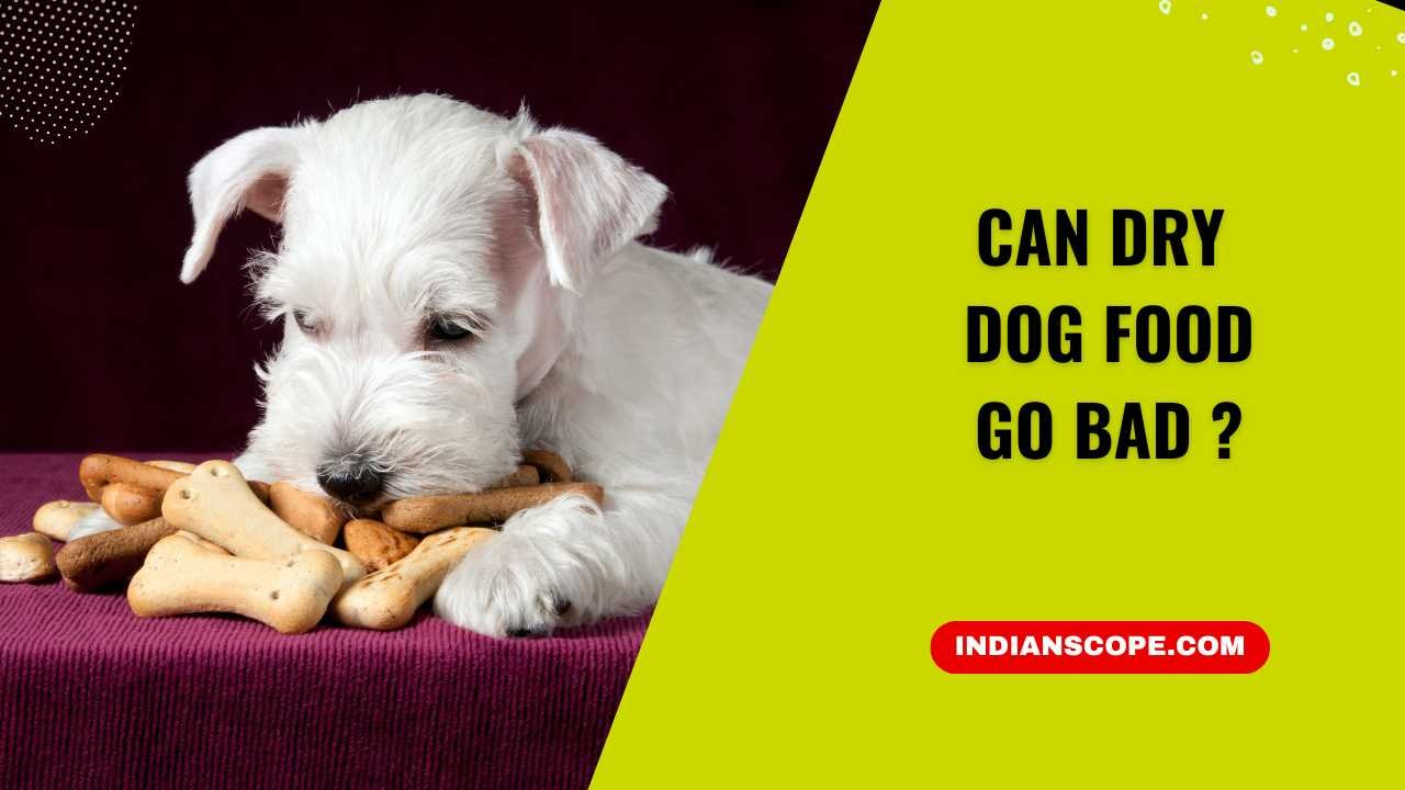 Can Dry Dog Food Go Bad