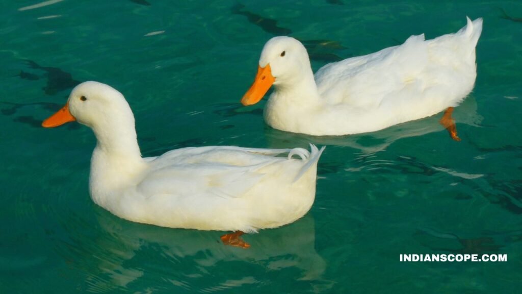 Can Ducks Eat  Dog Food