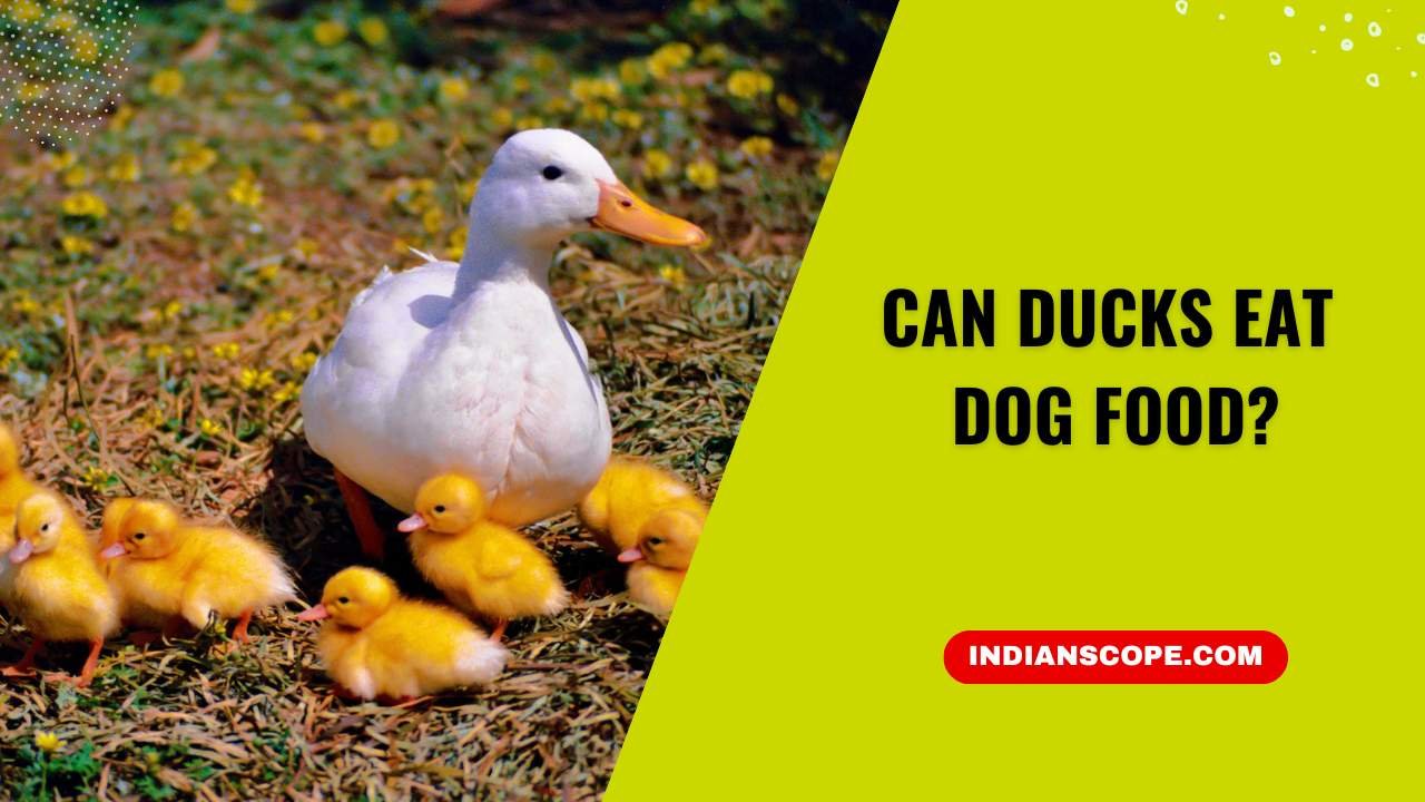 Can Ducks Eat Dog Food? A Detailed Guide for Pet Owners and Farmers 5 Can Ducks Eat Dog Food?