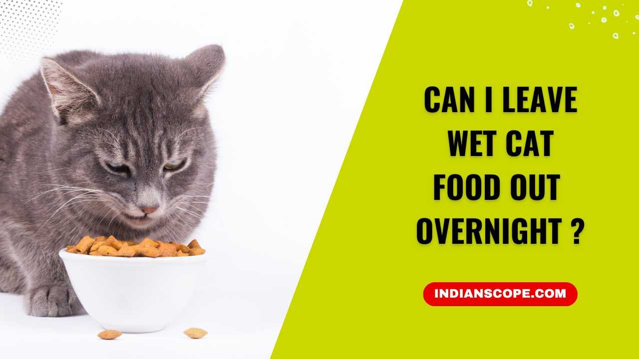 Can I Leave Wet Cat Food Out Overnight