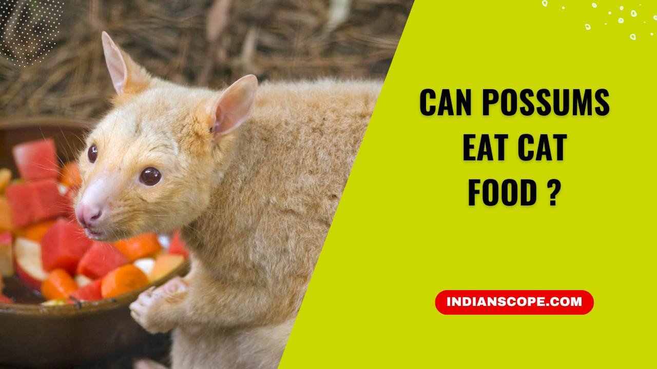 Can Possums Eat Cat Food