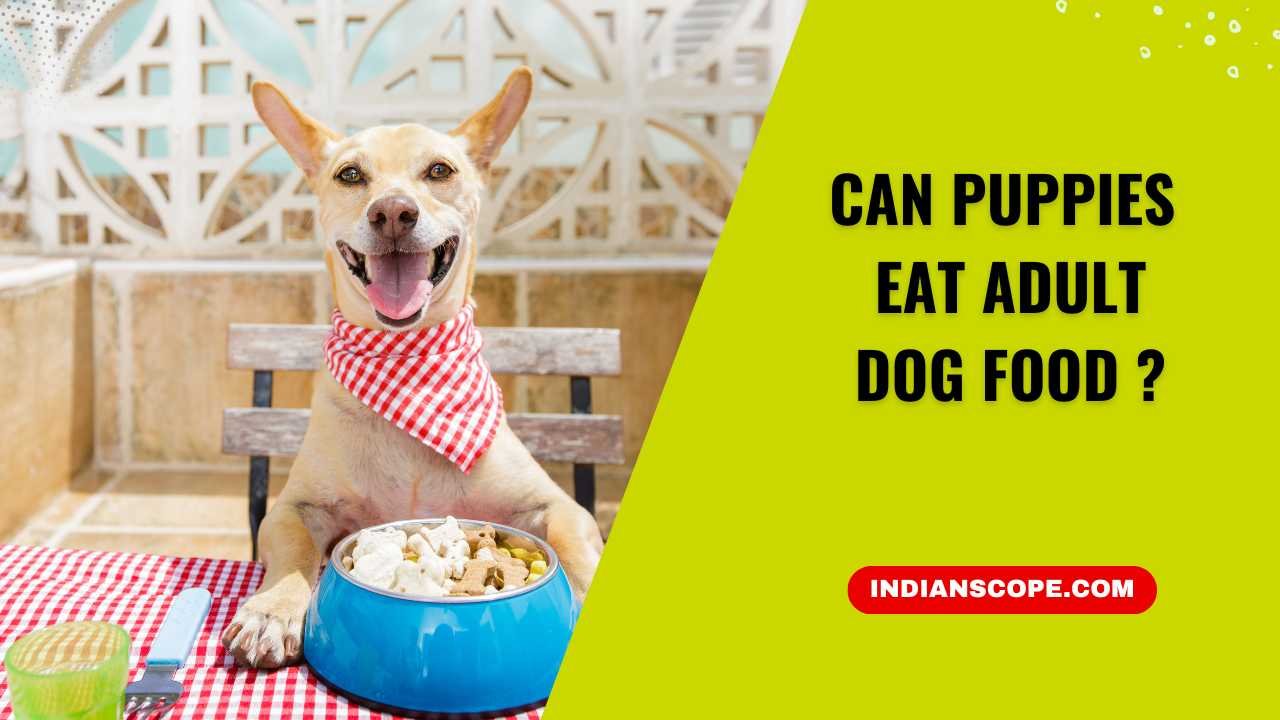 Can Puppies Eat Adult Dog Food? A Detailed Guide for Puppy Owners 1 Can Puppies Eat Adult Dog Food