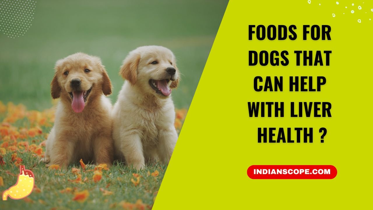 Foods for Dogs That Can Help with Liver Health