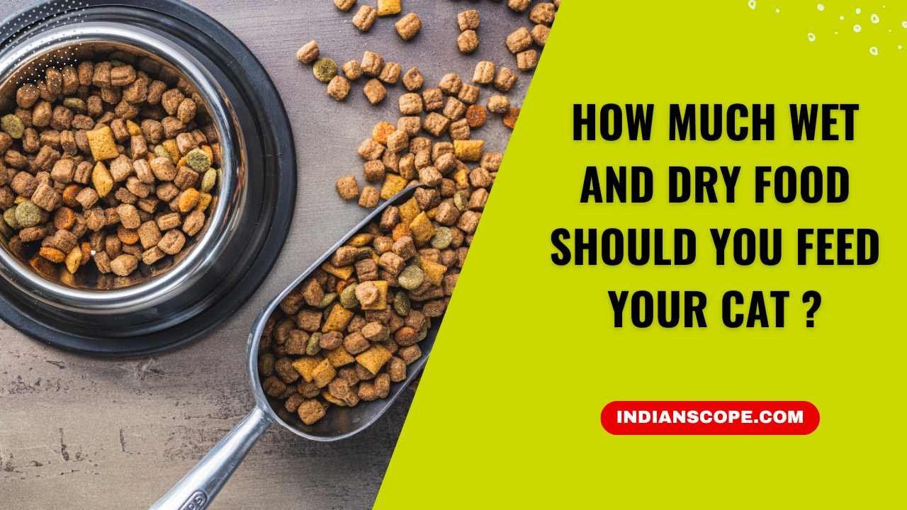 How Much Wet and Dry Food Should You Feed Your Cat