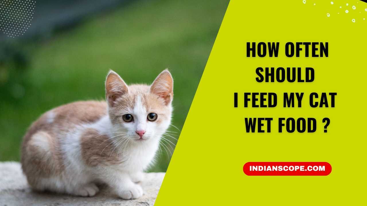 How Often Should I Feed My Cat Wet Food