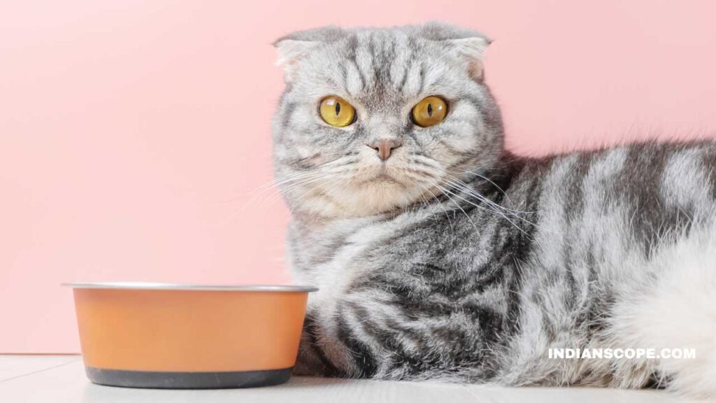 Is Grain-Free Food Good for Cats?