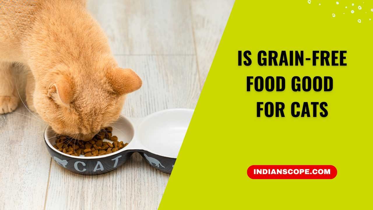 Is Grain-Free Food Good for Cats