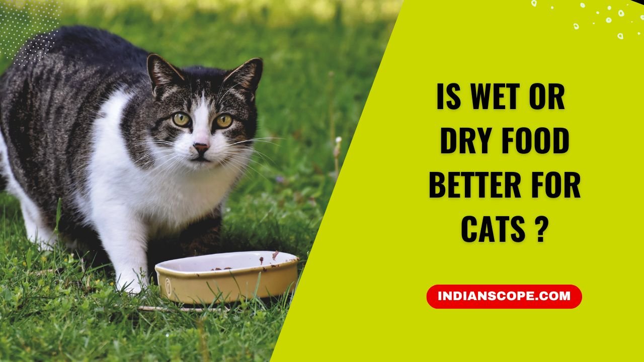 Is Wet or Dry Food Better for Cats? A Comprehensive Guide 1 Is Wet or Dry Food Better for Cats