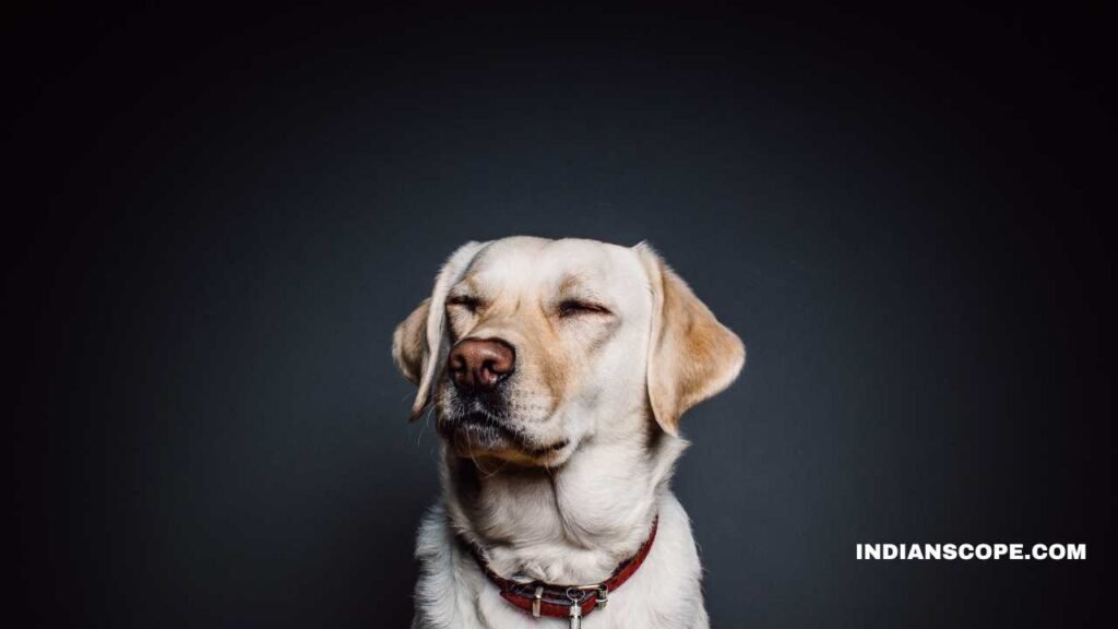 Labrador Dog Food Chart: A Complete Feeding Guide for Your Labrador Retriever 2 Labrador Dog Food Chart