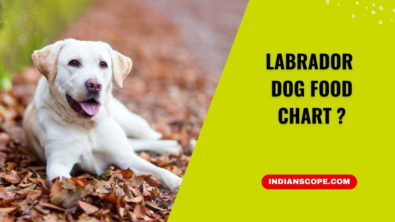 Labrador Dog Food Chart
