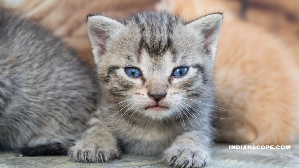 What Do Cats and Kittens Like to Eat