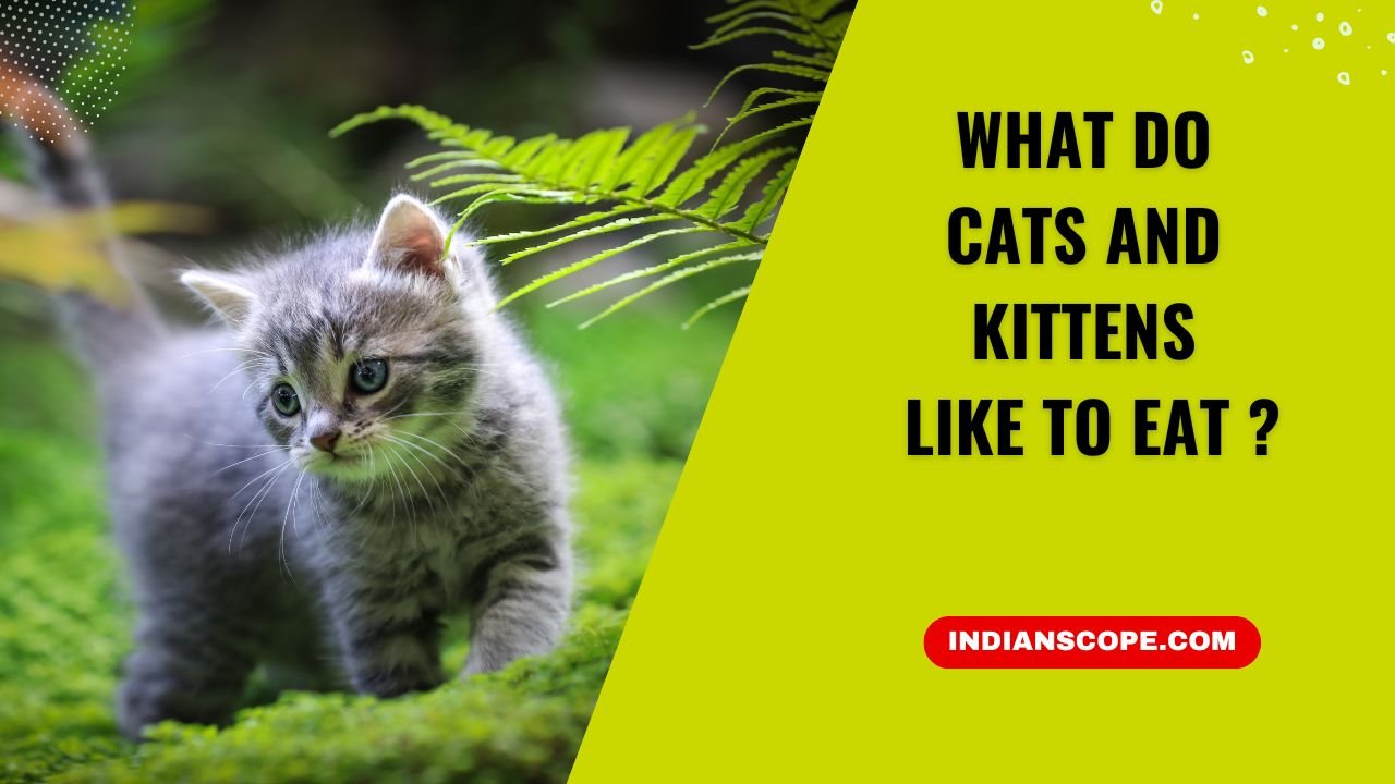 What Do Cats and Kittens Like to Eat