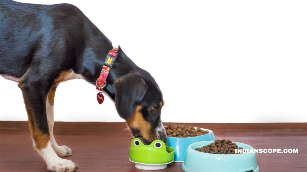 What Food Do Dogs Eat? A Complete Guide to Dog-Friendly and Human Foods 1 What Food Do Dogs Eat