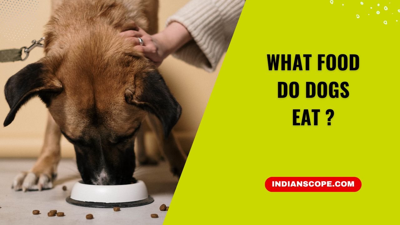 What Food Do Dogs Eat