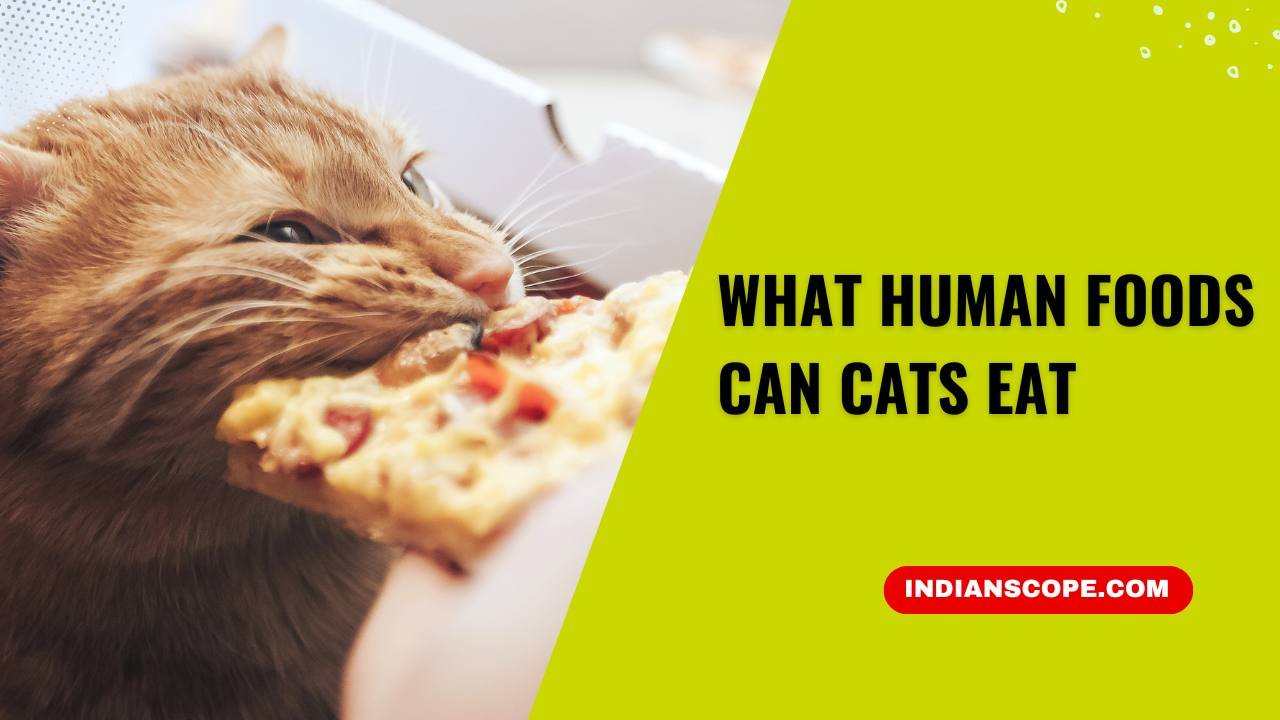 What Human Foods Can Cats Eat