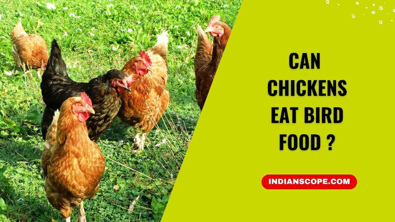 Can Chickens Eat Bird Food