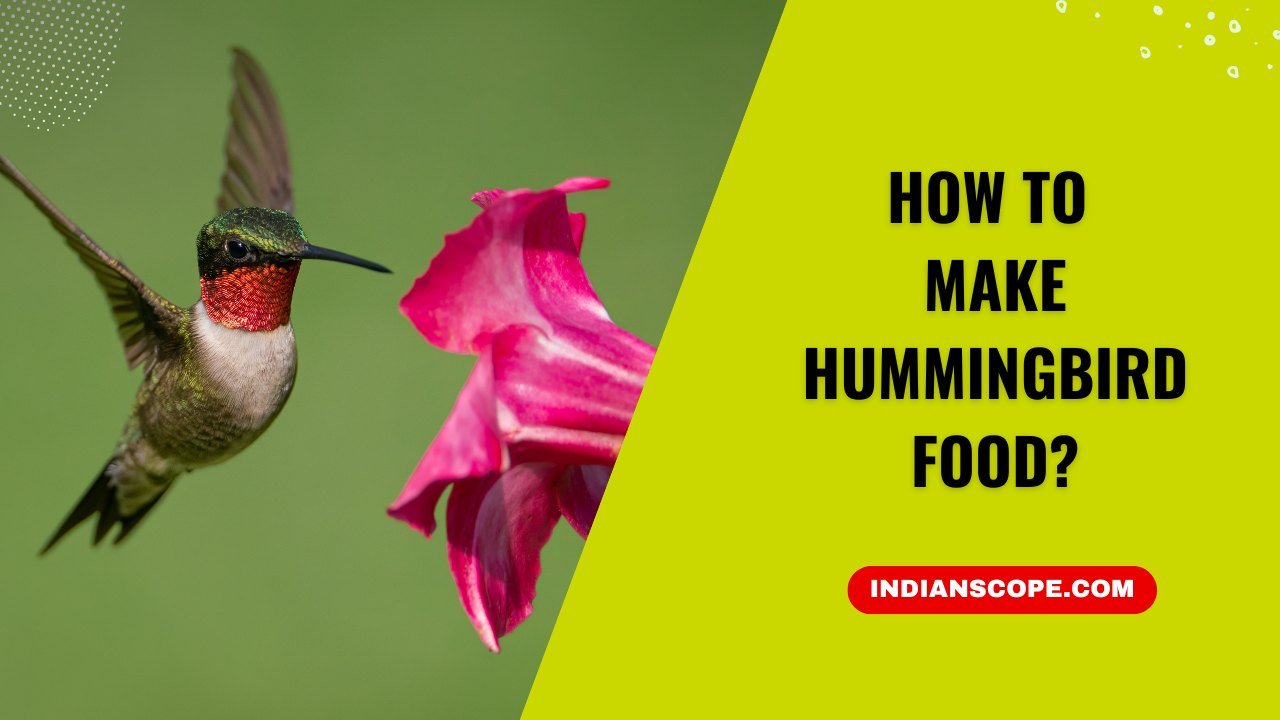 How to Make Hummingbird Food: A Complete Guide to Feeding Hummingbirds 1 How to Make Hummingbird Food