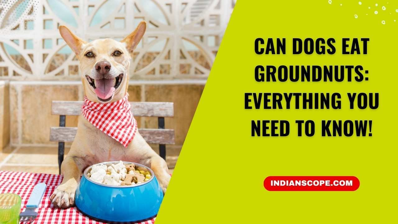 Can Dogs Eat Groundnuts? Everything You Need to Know 1 Can Dogs Eat Groundnuts
