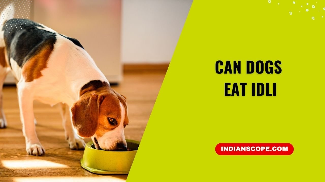 Can Dogs Eat Idli