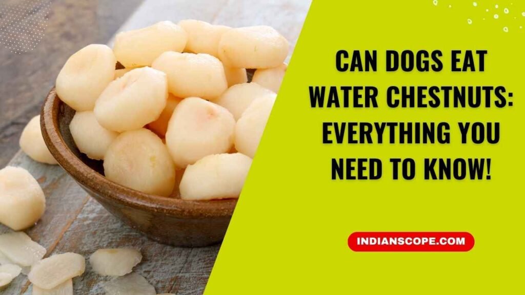 Can Dogs Eat Water Chestnuts