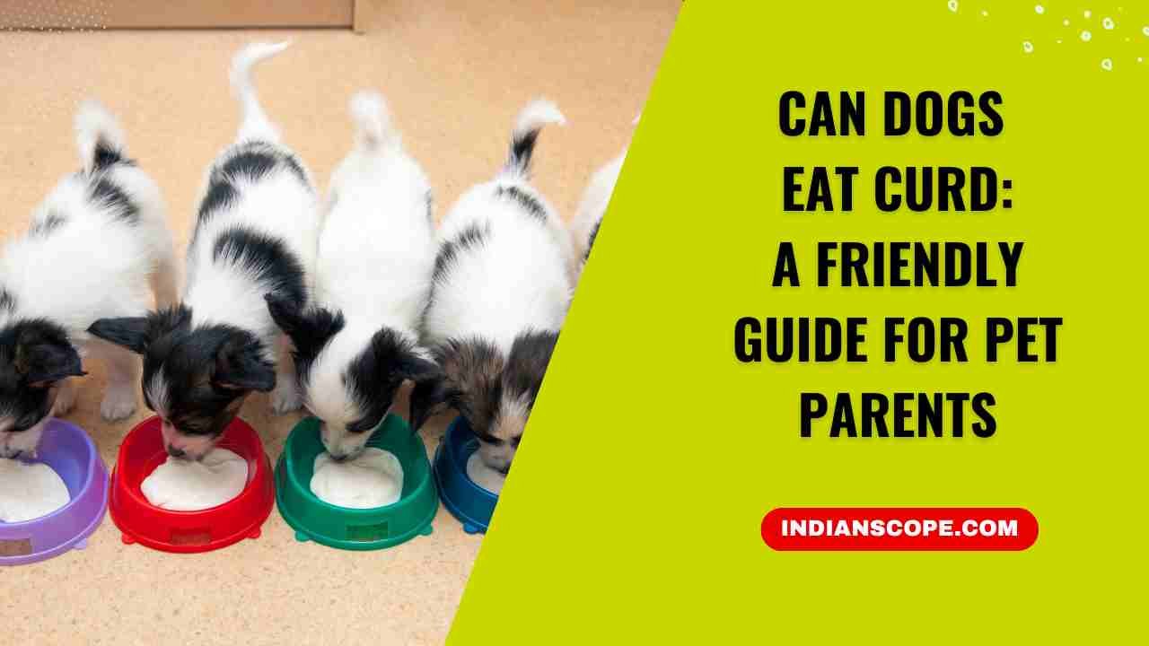 Can Dogs Eat Curd