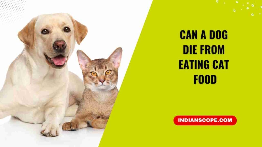 Can a Dog Die from Eating Cat Food