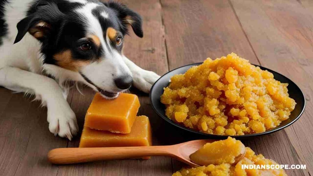 Can Dogs Eat Jaggery