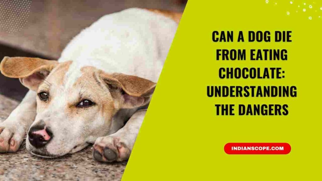 Can a Dog Die from Eating Chocolate
