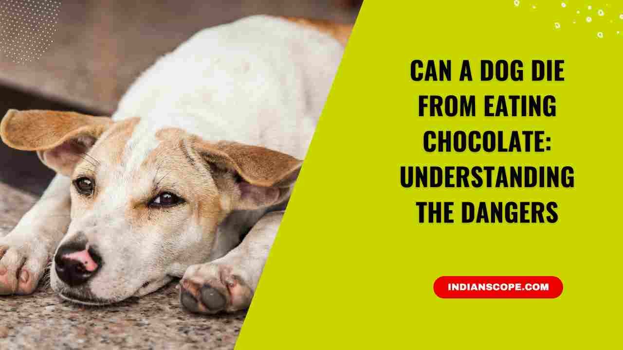 Can a Dog Die from Eating Chocolate