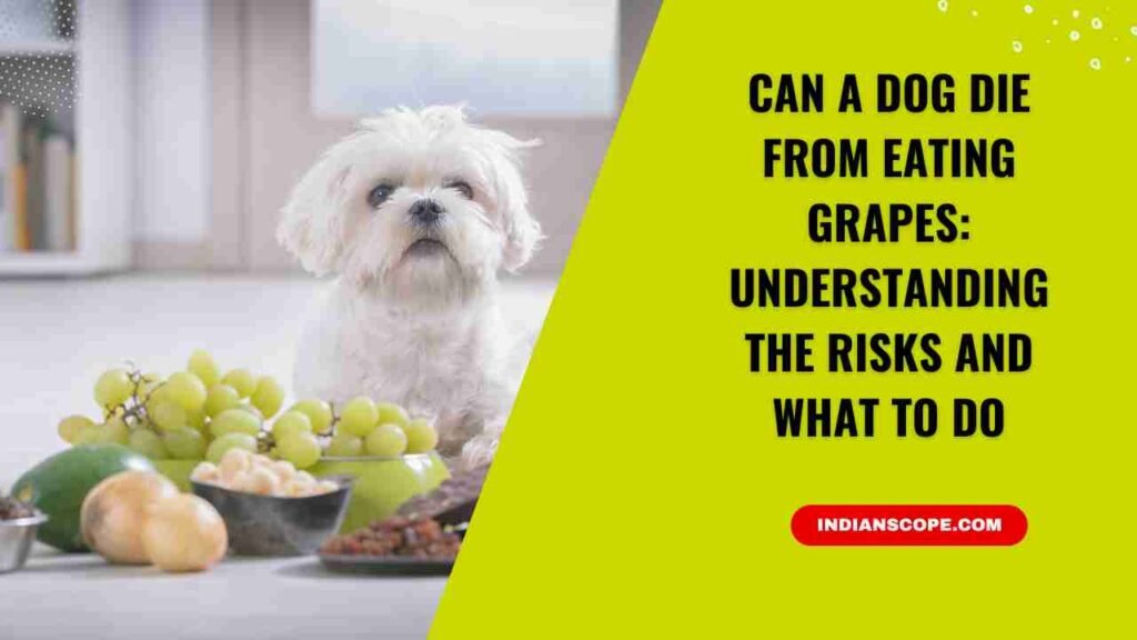 Can a Dog Die from Eating Grapes? Understanding the Risks and What to Do 1 Can a Dog Die from Eating Grapes