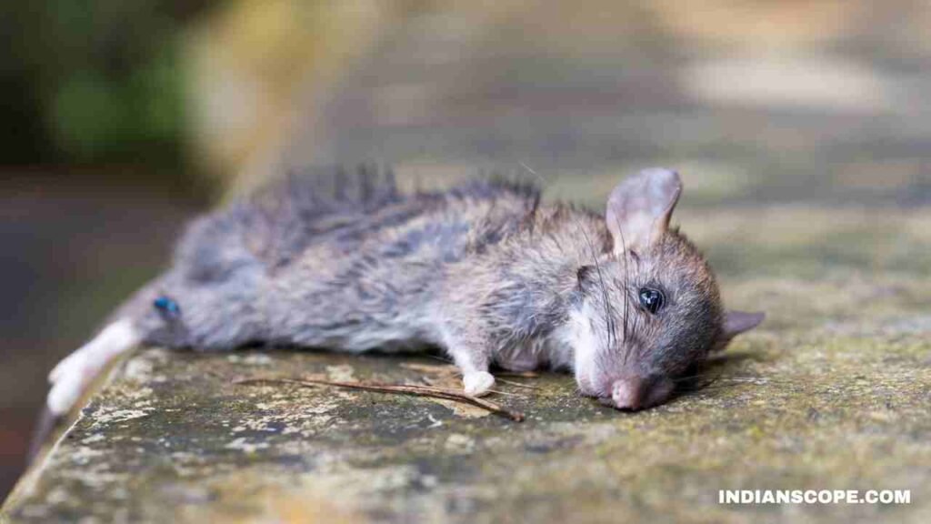 Can a Dog Die from Eating a Poisoned Rat: