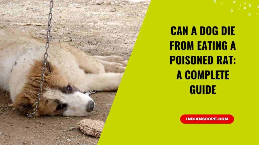 Can a Dog Die from Eating a Poisoned Rat